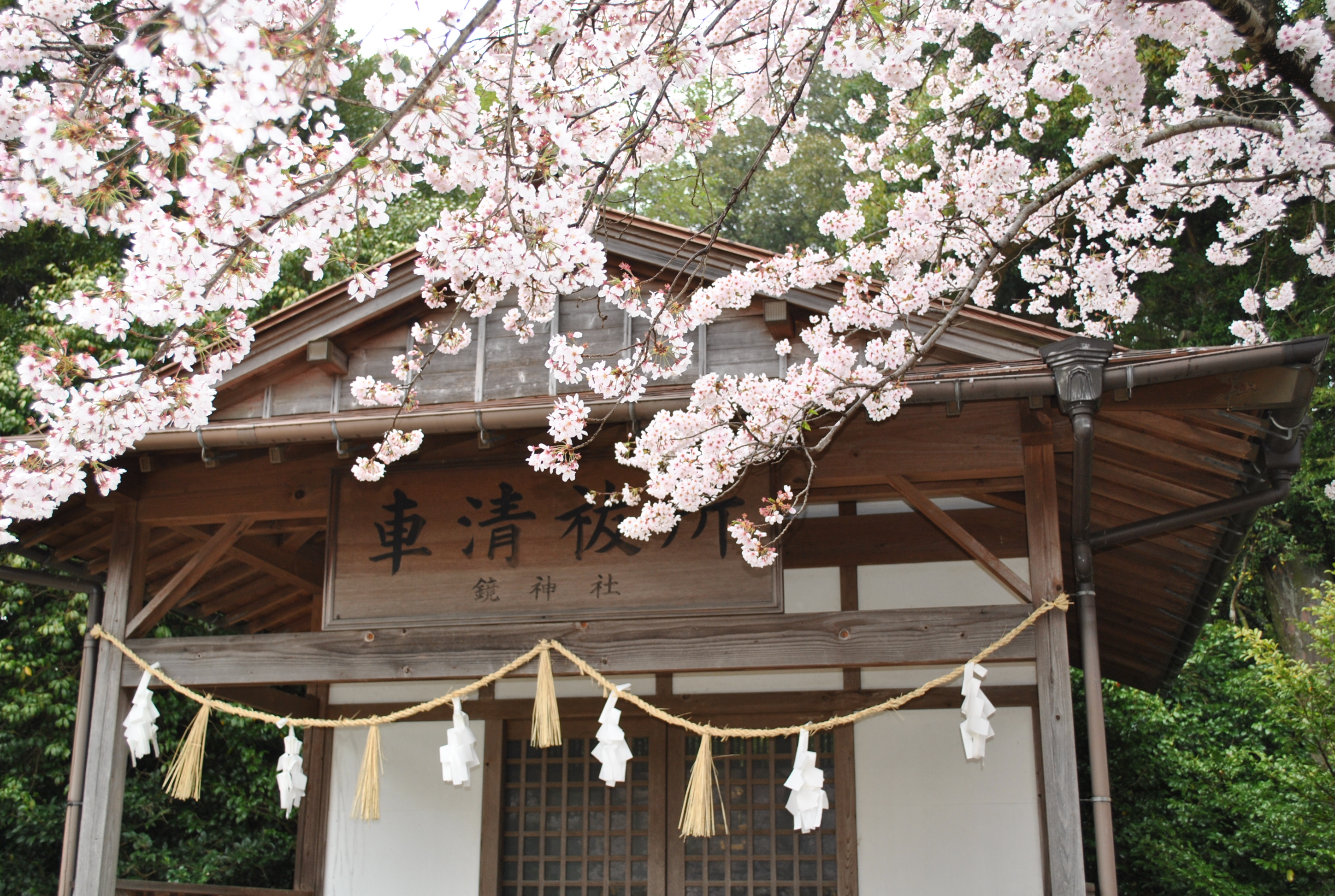 春雨の中で桜が揺れる、唐津市鏡神社の動画・桜の春篇。